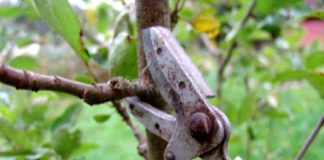 Какие работы проводят в плодоносящем саду ранней весной?