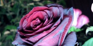 Черная роза