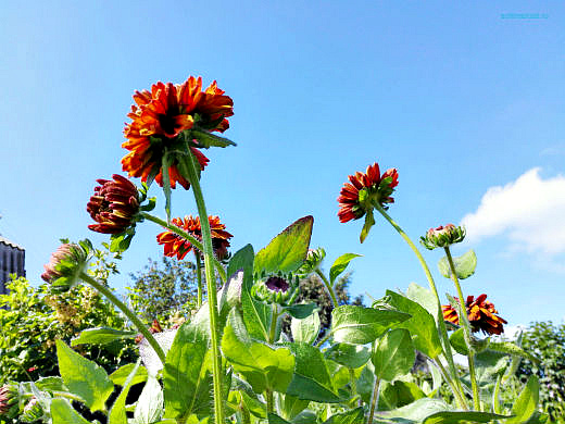 Цветы на фоне неба и облаков (фото) Цветы на фоне неба и облаков (фото)