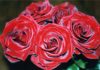 Бархатные розы