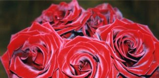 Бархатные розы