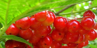 Несъедобные калины