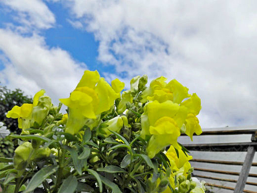 Цветы на фоне неба и облаков (фото) Цветы на фоне неба и облаков (фото)