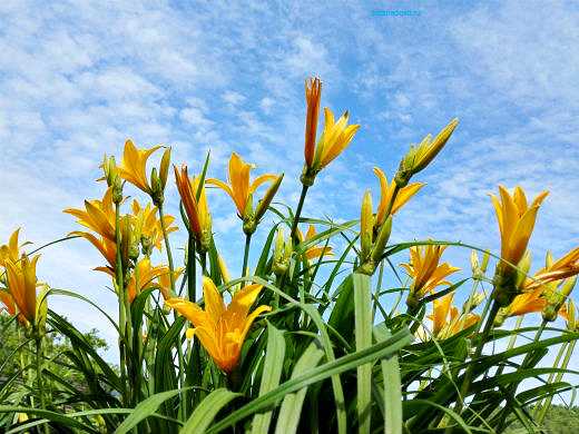 Цветы на фоне неба и облаков (фото) Цветы на фоне неба и облаков (фото)