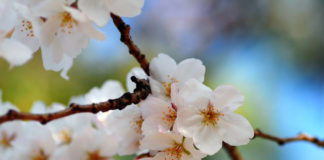 Продлить цветение возможно