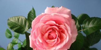 Ремонтантные розы