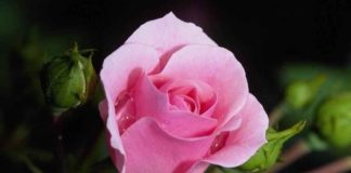 Выбираем саженцы роз