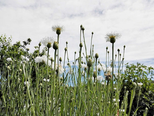 Цветы на фоне неба и облаков (фото) Цветы на фоне неба и облаков (фото)