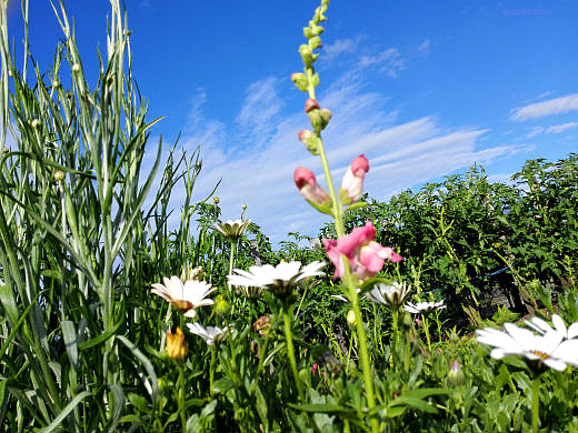 Цветы на фоне неба и облаков (фото) Цветы на фоне неба и облаков (фото)