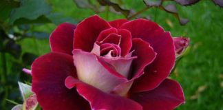 Укрытие на зиму вьющихся роз