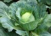 Нужно ли обрывать листья у капусты?