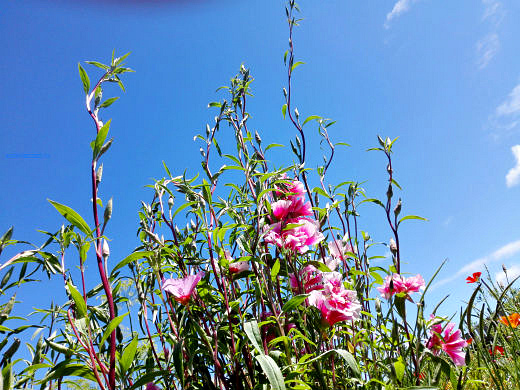 Цветы на фоне неба и облаков (фото) Цветы на фоне неба и облаков (фото)