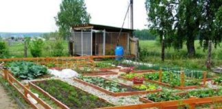 Выбор участка для овощных культур