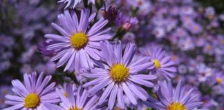 Цветник в конце лета — начале осени