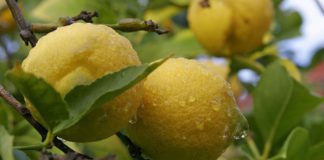 Что такое «интродукция»?