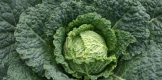 Выращивание савойской капусты