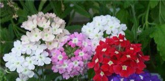 Выращивание цветов