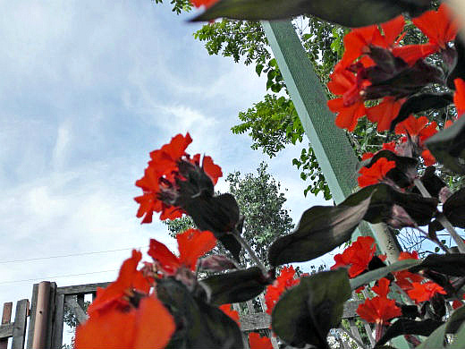 Цветы на фоне неба и облаков (фото) Цветы на фоне неба и облаков (фото)