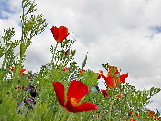 Цветы на фоне неба и облаков (фото) Цветы на фоне неба и облаков (фото)