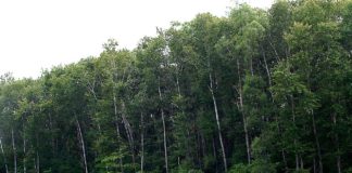 Что такое кордон, пальметта?