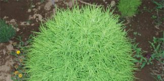 Какие растения могут размножаться самосевом?