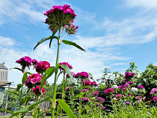 Цветы на фоне неба и облаков (фото) Цветы на фоне неба и облаков (фото)