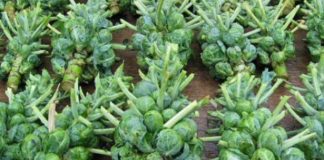 Выращивание брюссельской капусты