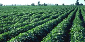 Выращивание сои
