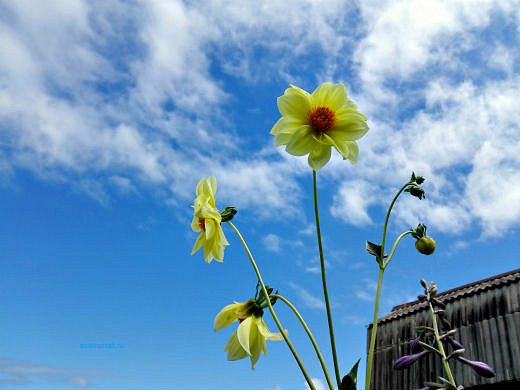 Цветы на фоне неба и облаков (фото) Цветы на фоне неба и облаков (фото)