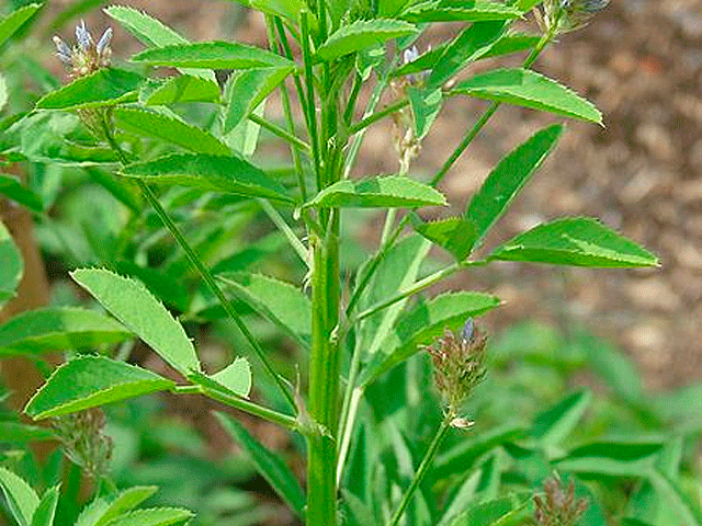 Сунели Сунели