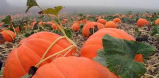 Выращивание тыквы