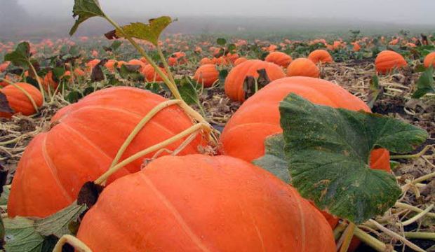 Выращивание тыквы Выращивание тыквы
