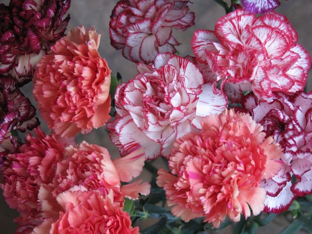 Правильная подкормка Правильная подкормка