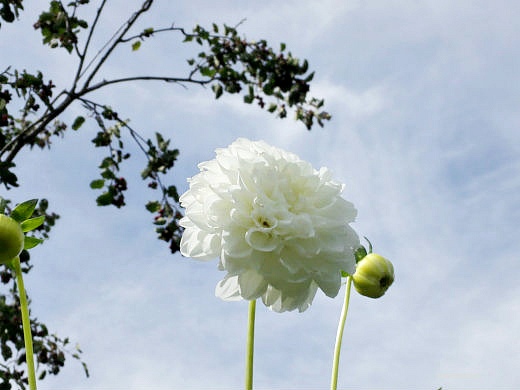 Цветы на фоне неба и облаков (фото) Цветы на фоне неба и облаков (фото)