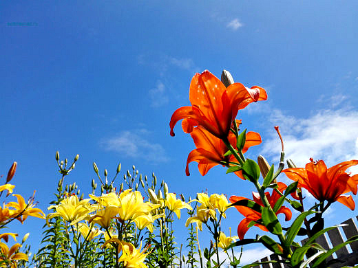 Цветы на фоне неба и облаков (фото) Цветы на фоне неба и облаков (фото)