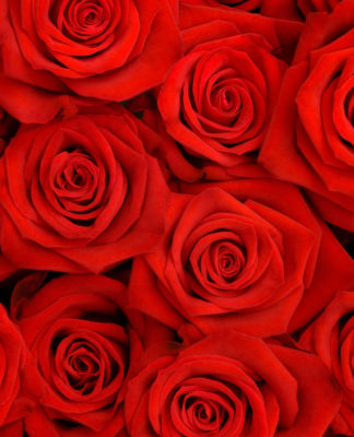 Летний полив роз