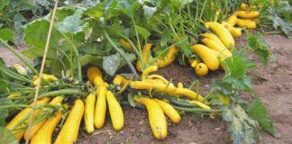 Выращивание кабачков