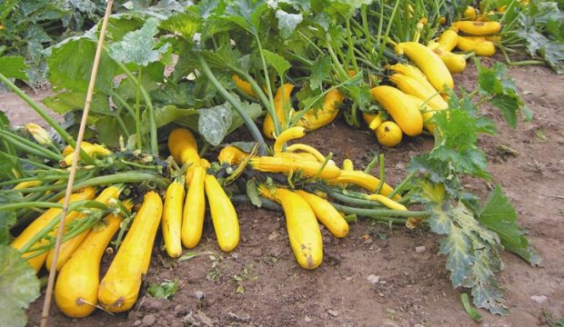 Выращивание кабачков Выращивание кабачков