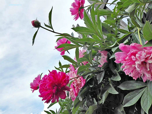 Цветы на фоне неба и облаков (фото) Цветы на фоне неба и облаков (фото)