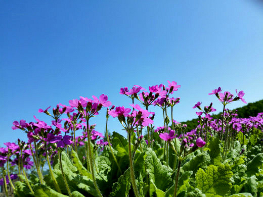 Цветы на фоне неба и облаков (фото) Цветы на фоне неба и облаков (фото)