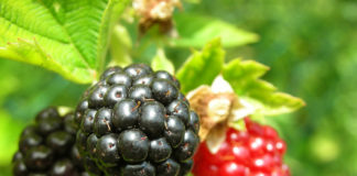 Чем отличается куманика от росяники?