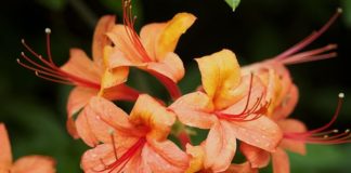 Подготовка луковиц лилии к выгонке