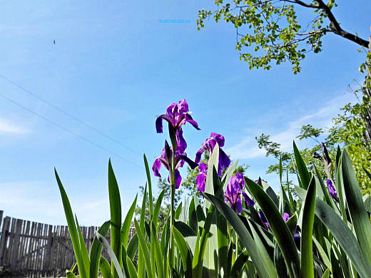 Цветы на фоне неба и облаков (фото) Цветы на фоне неба и облаков (фото)