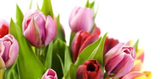 Продление жизни срезанным цветам