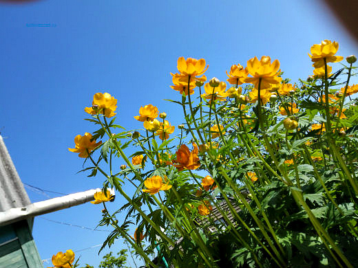 Цветы на фоне неба и облаков (фото) Цветы на фоне неба и облаков (фото)