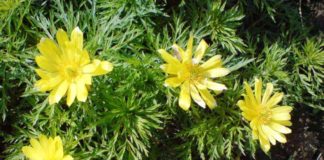 Стратификация семян