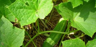 Подкормка овощей