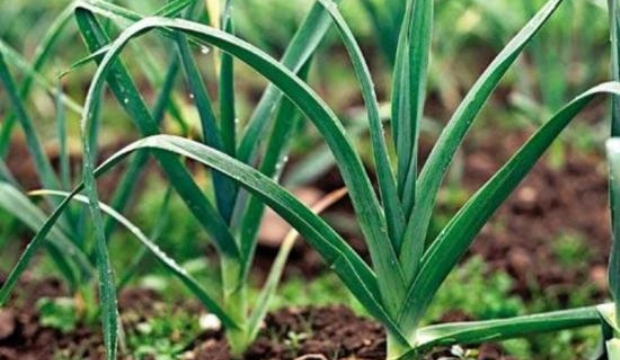 Выращивание лука-порея Выращивание лука-порея