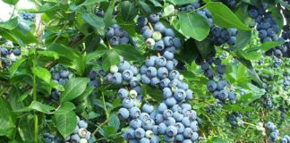 Подкормка голубики