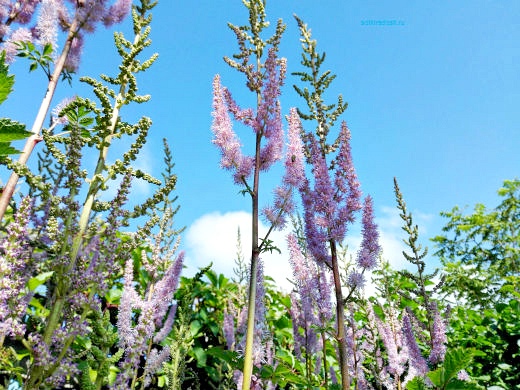 Цветы на фоне неба и облаков (фото) Цветы на фоне неба и облаков (фото)